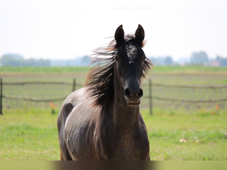 PRE Merrie 2 Jaar 167 cm Schimmel in Alveringem