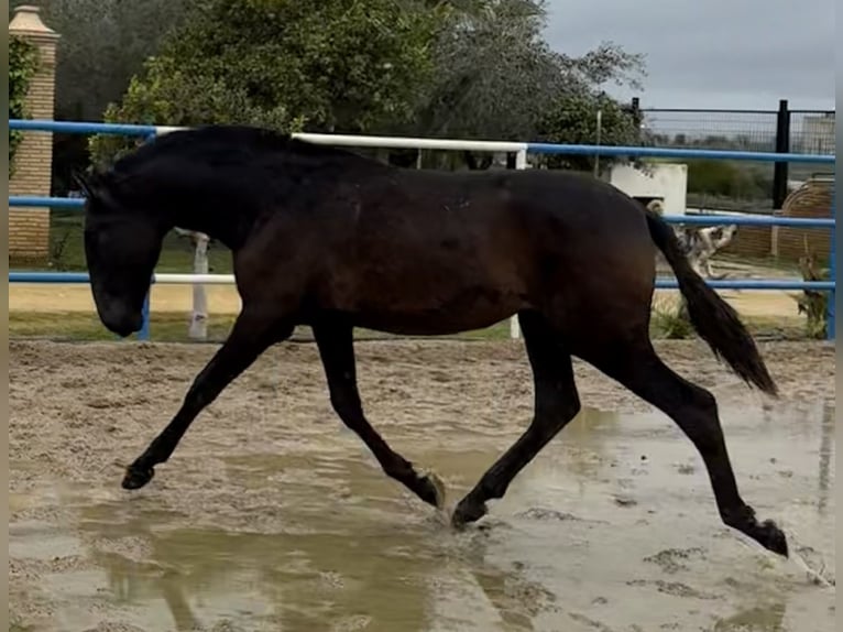 PRE Merrie 2 Jaar 168 cm Schimmel in Fuentes De Andalucia
