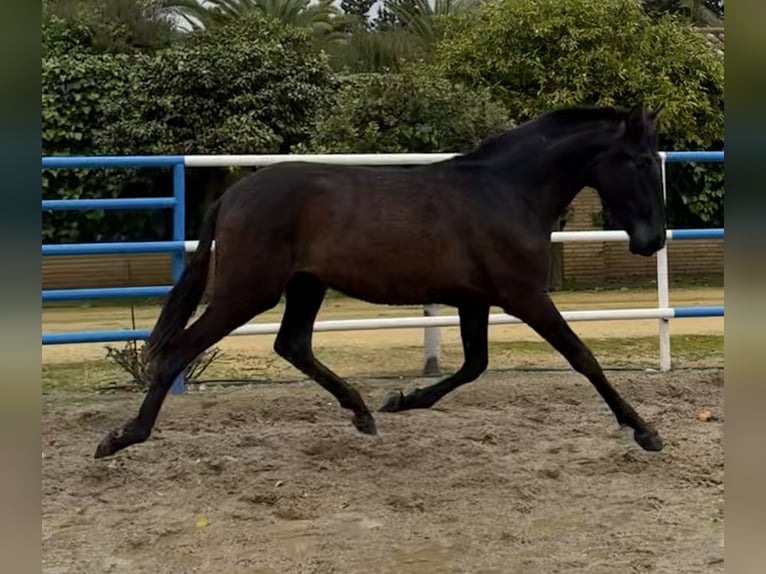 PRE Merrie 2 Jaar 168 cm Schimmel in Fuentes De Andalucia
