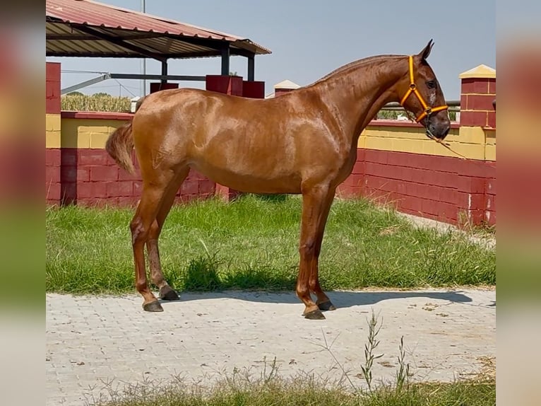 PRE Merrie 2 Jaar 168 cm Vos in Villanueva De La Serena