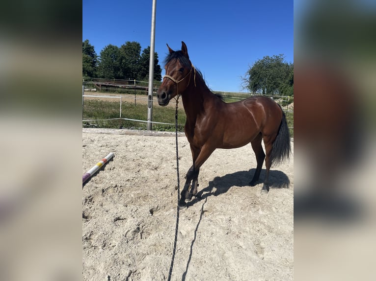PRE Merrie 2 Jaar Bruin in Villingen-Schwenningen