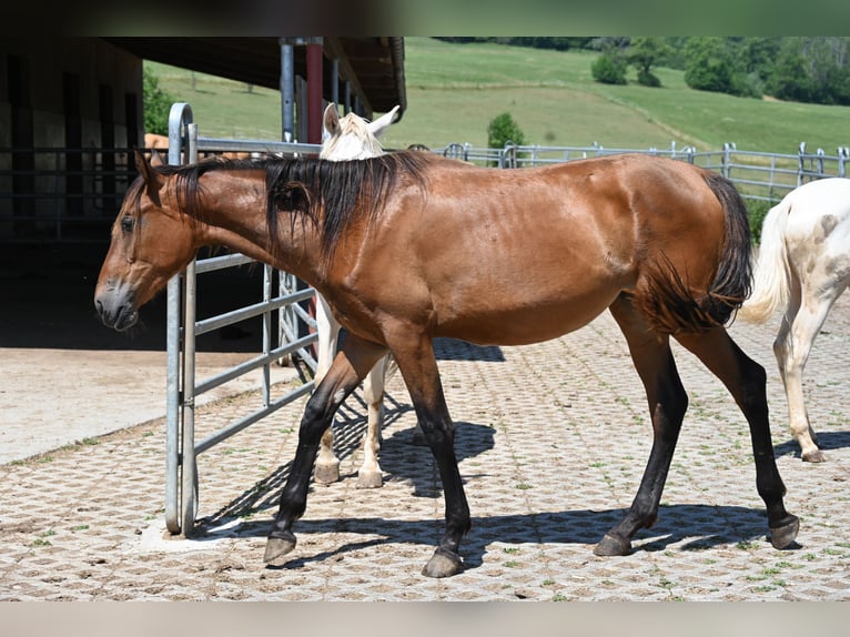 PRE Mix Merrie 2 Jaar  in Klettgau