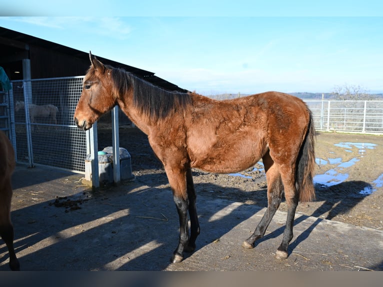 PRE Mix Merrie 2 Jaar  in Klettgau