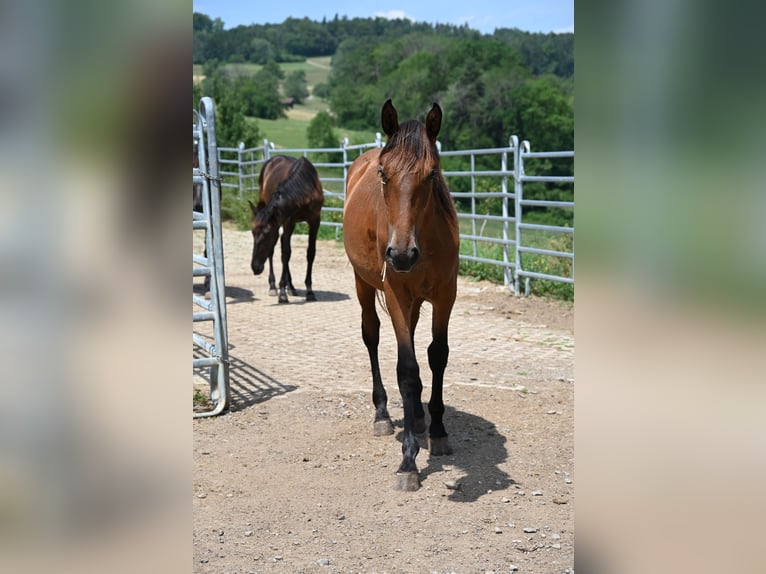 PRE Mix Merrie 2 Jaar  in Klettgau