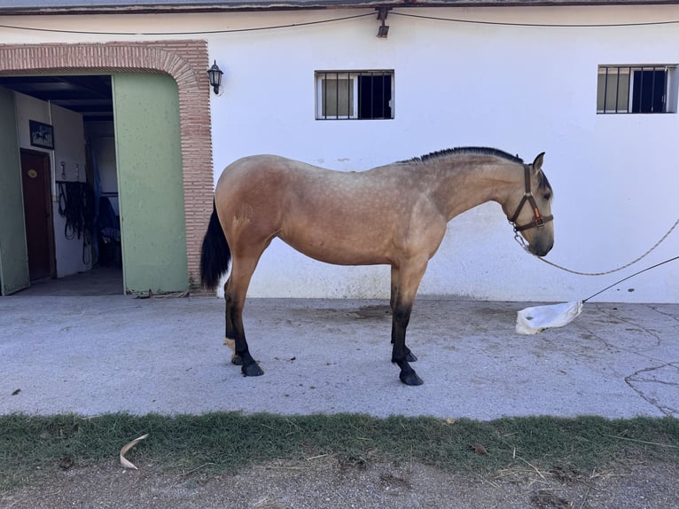 PRE Merrie 2 Jaar Falbe in Vila-Real/Villarreal