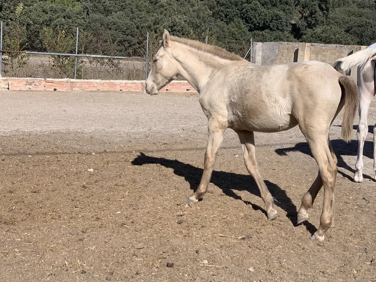 PRE Merrie 2 Jaar Perlino in Alcoi/Alcoy