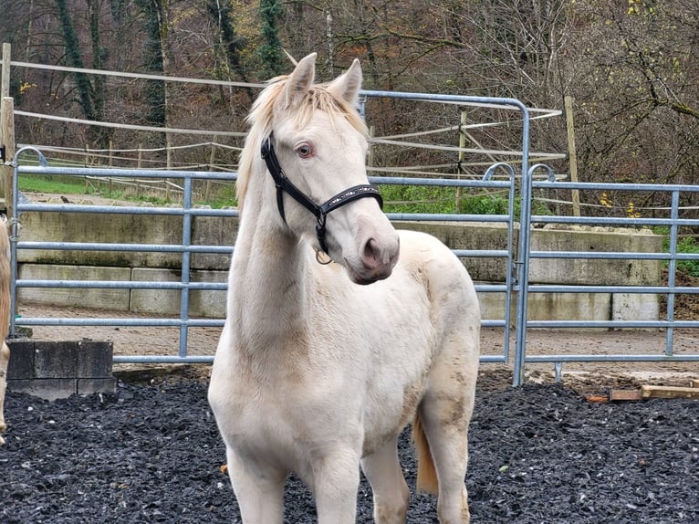 PRE Merrie 2 Jaar Perlino in Küssaberg