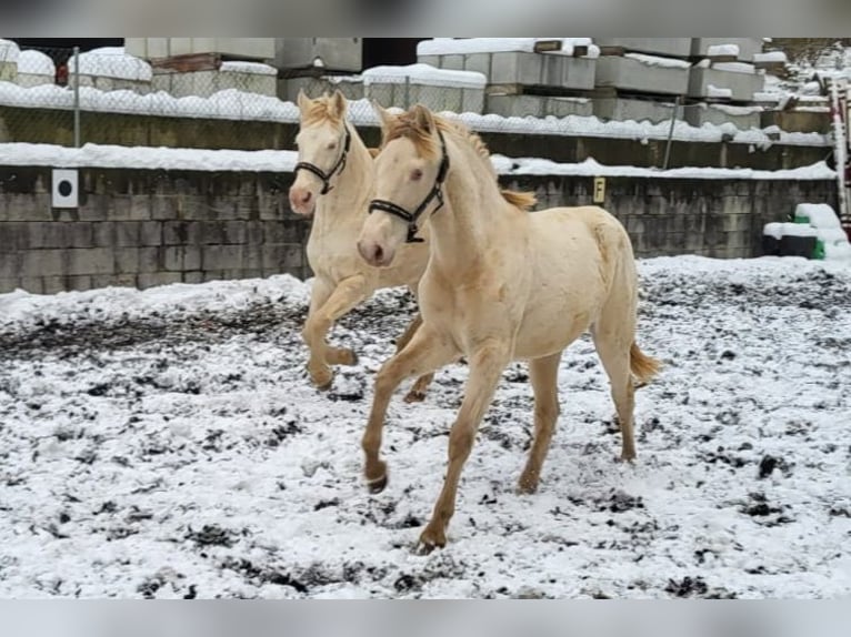 PRE Merrie 2 Jaar Perlino in Küssaberg