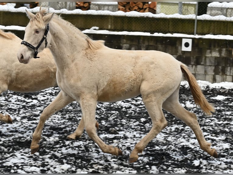 PRE Merrie 2 Jaar Perlino in Küssaberg