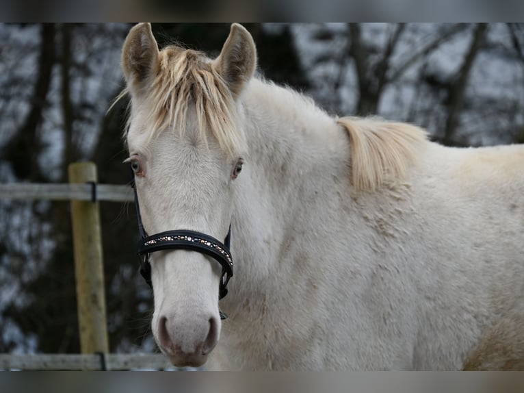 PRE Merrie 2 Jaar Perlino in Küssaberg