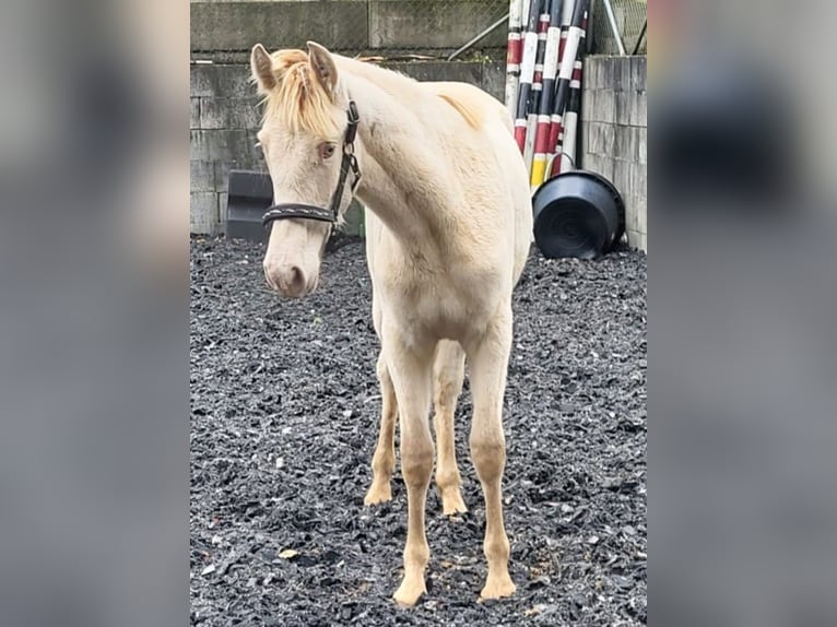 PRE Merrie 2 Jaar Perlino in Küssaberg