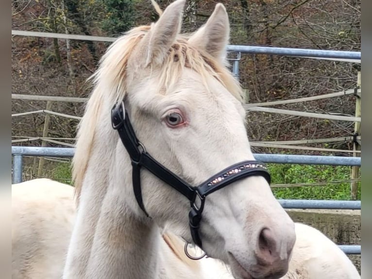 PRE Merrie 2 Jaar Perlino in Küssaberg