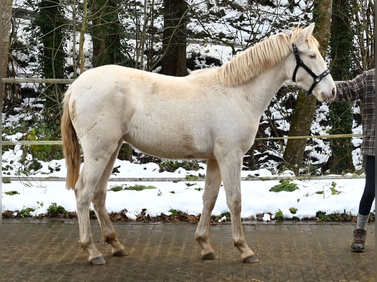 PRE Merrie 2 Jaar Perlino in Küssaberg