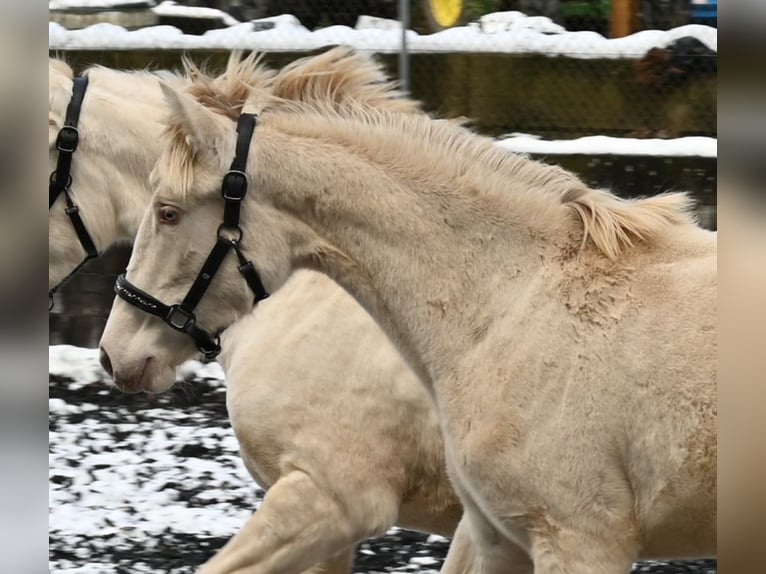 PRE Merrie 2 Jaar Perlino in Küssaberg