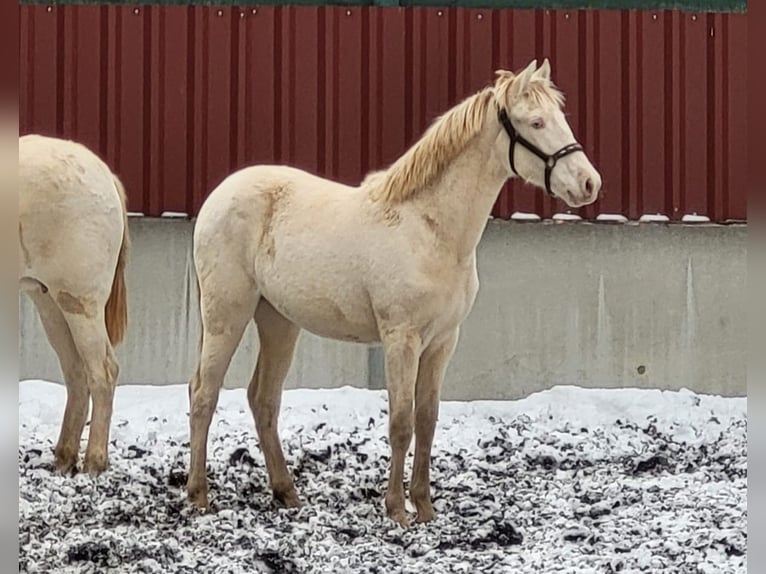 PRE Merrie 2 Jaar Perlino in Küssaberg