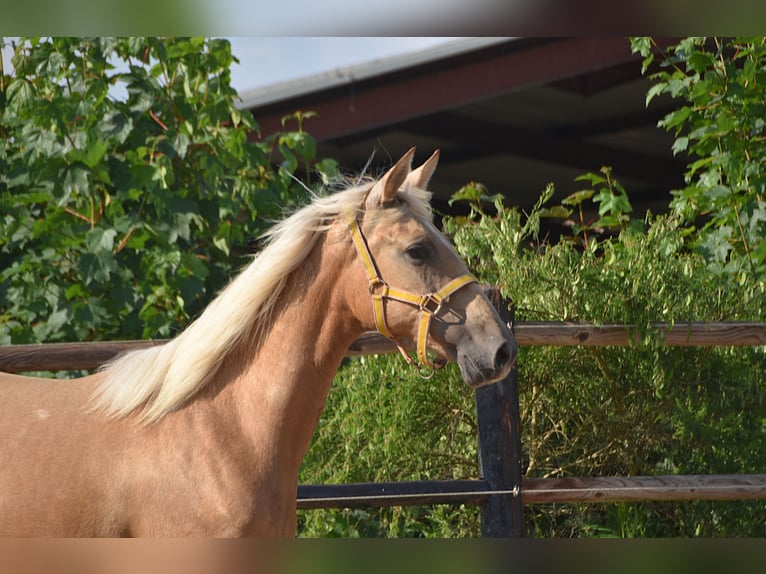 PRE Merrie 2 Jaar Schimmel in Manhay