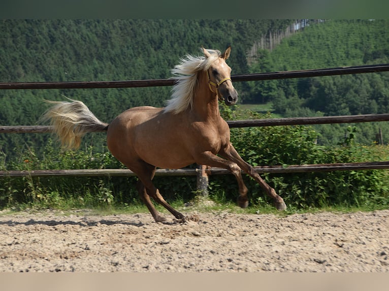 PRE Merrie 2 Jaar Schimmel in Manhay