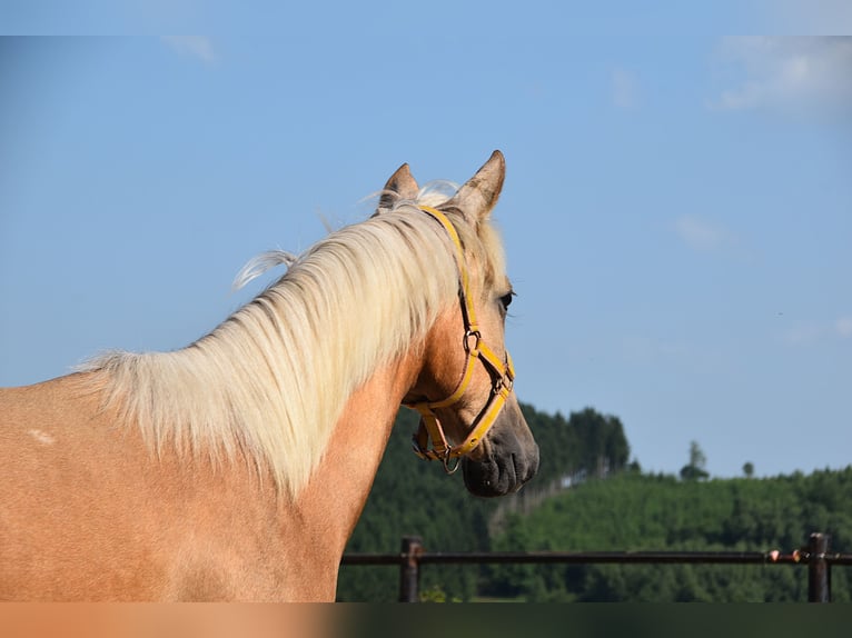 PRE Merrie 2 Jaar Schimmel in Manhay