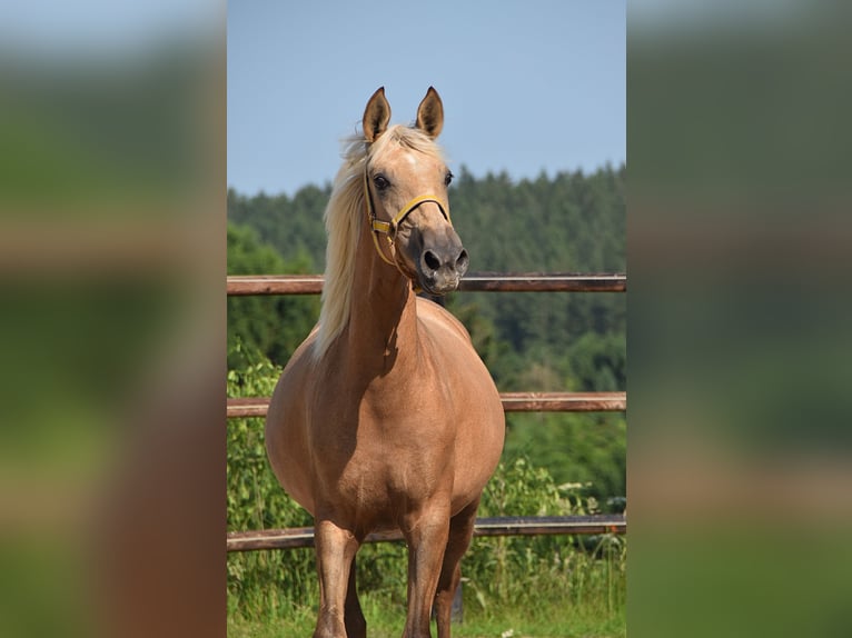 PRE Merrie 2 Jaar Schimmel in Manhay