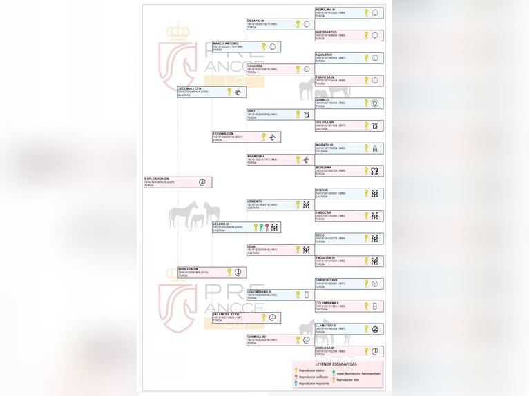 PRE Merrie 2 Jaar Vliegenschimmel in Arjona
