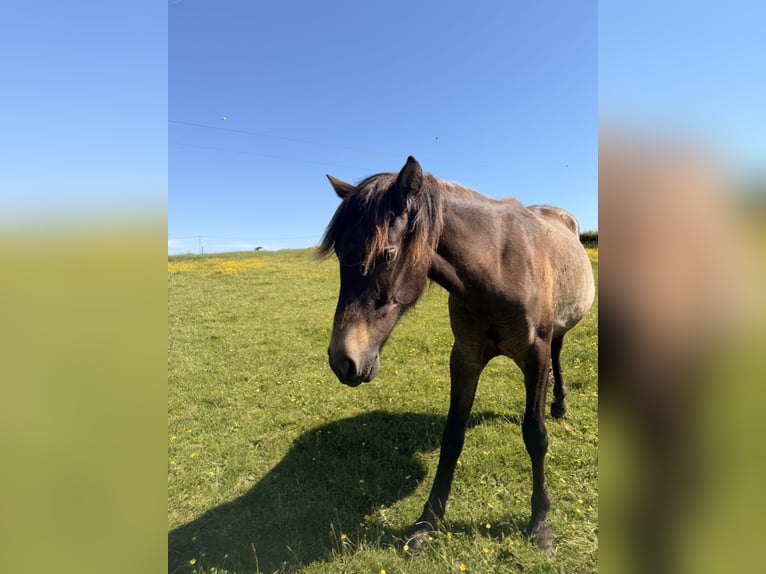PRE Merrie 2 Jaar Vos in Saint-Eusèbe