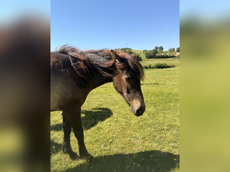 PRE Merrie 2 Jaar Vos in Saint-Eusèbe