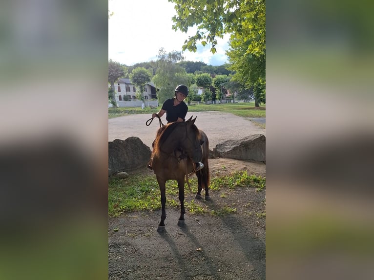 PRE Mix Merrie 3 Jaar 148 cm Zwart in Caumont