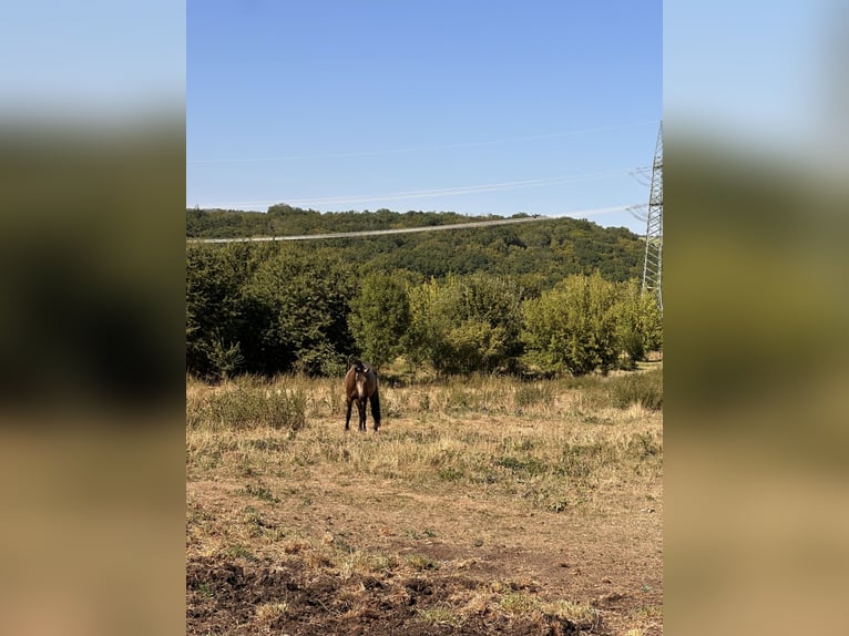 PRE Mix Merrie 3 Jaar 150 cm Buckskin in Apolda