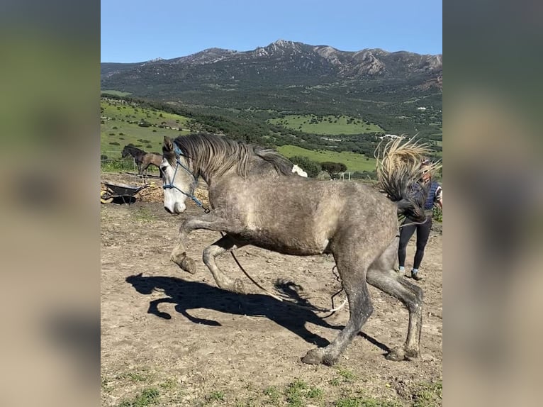 PRE Mix Merrie 3 Jaar 150 cm Schimmel in Tarifa
