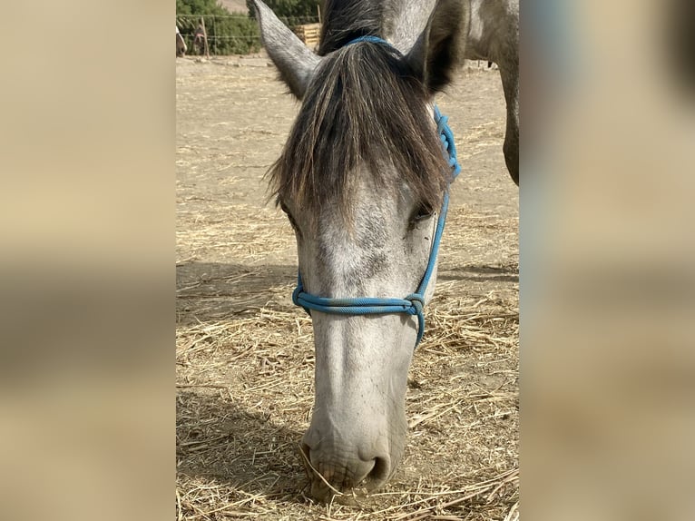 PRE Mix Merrie 3 Jaar 150 cm Schimmel in Tarifa