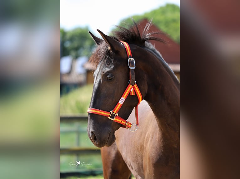 PRE Merrie 3 Jaar 150 cm Zwart in Bad Laer