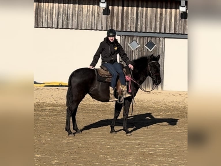 PRE Mix Merrie 3 Jaar 150 cm Zwart in Daleiden