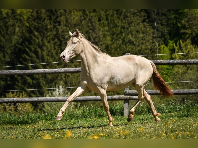 PRE Merrie 3 Jaar 152 cm  in Grabenstätt
