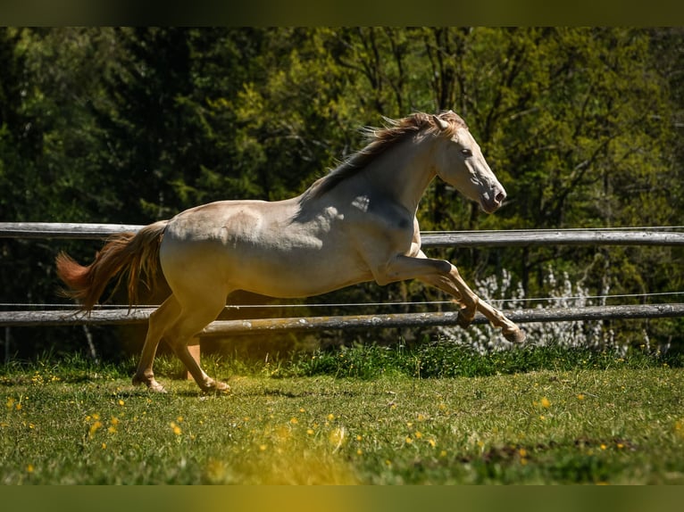 PRE Merrie 3 Jaar 152 cm  in Grabenstätt