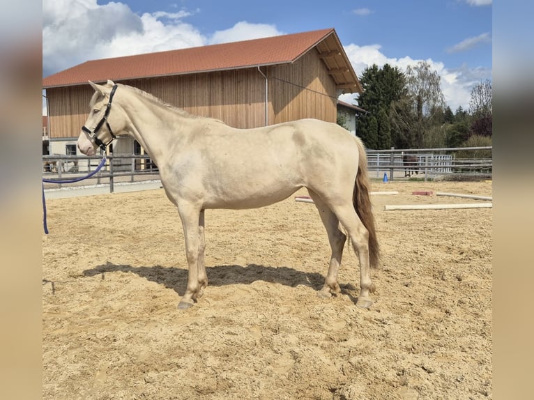 PRE Mix Merrie 3 Jaar 152 cm  in Grabenstätt