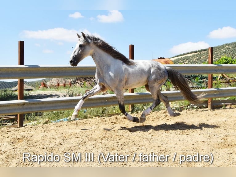 PRE Merrie 3 Jaar 153 cm Bruin in Provinz Cordoba