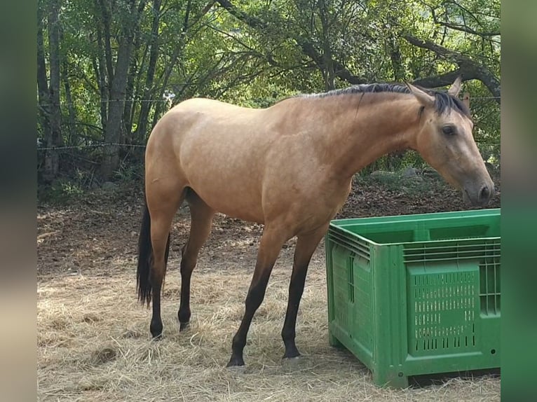 PRE Mix Merrie 3 Jaar 153 cm Buckskin in Vierherrenborn