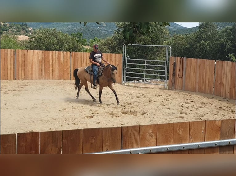 PRE Mix Merrie 3 Jaar 153 cm Buckskin in Vierherrenborn
