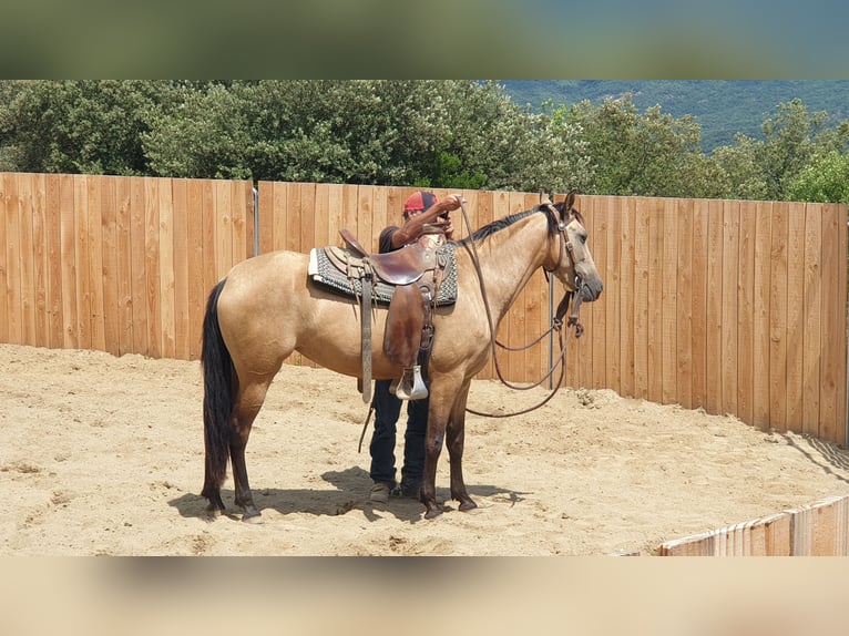 PRE Mix Merrie 3 Jaar 153 cm Buckskin in Vierherrenborn