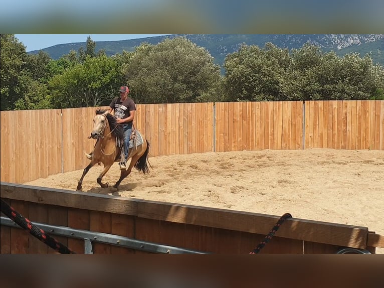 PRE Mix Merrie 3 Jaar 153 cm Buckskin in Vierherrenborn