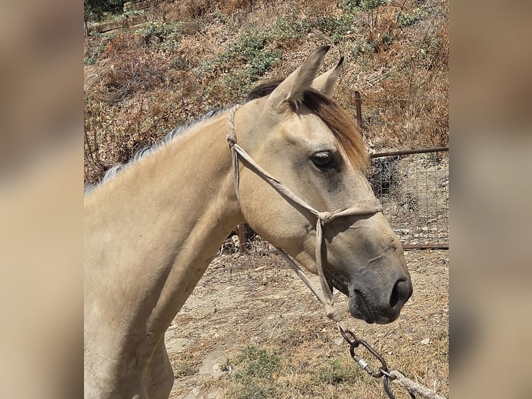 PRE Mix Merrie 3 Jaar 153 cm Buckskin in Vejer de la Frontera