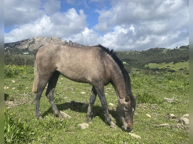 PRE Mix Merrie 3 Jaar 153 cm Schimmel in Tarifa