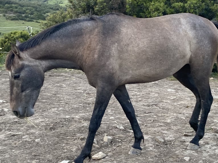 PRE Mix Merrie 3 Jaar 153 cm Schimmel in Tarifa