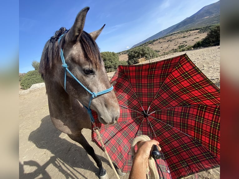 PRE Mix Merrie 3 Jaar 153 cm Schimmel in Tarifa