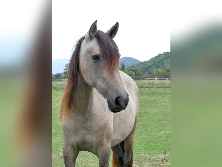 PRE Merrie 3 Jaar 153 cm  in Sillans