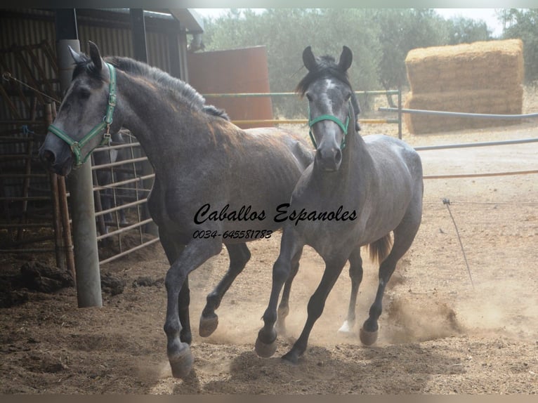 PRE Mix Merrie 3 Jaar 154 cm Appelschimmel in Vejer de la Frontera
