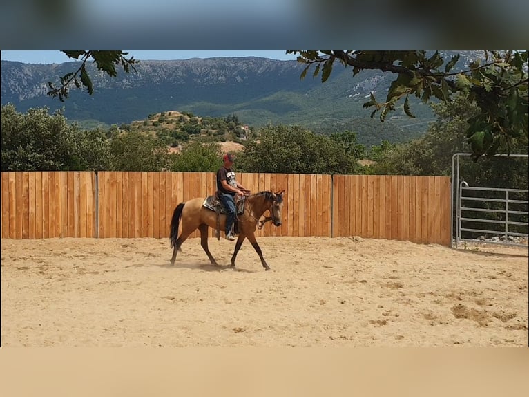 PRE Mix Merrie 3 Jaar 154 cm Buckskin in Velbert