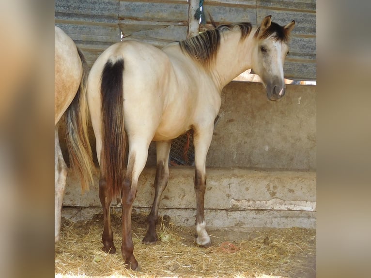 PRE Merrie 3 Jaar 154 cm Falbe in Rafelguaraf