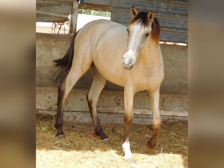 PRE Merrie 3 Jaar 154 cm Falbe in Rafelguaraf