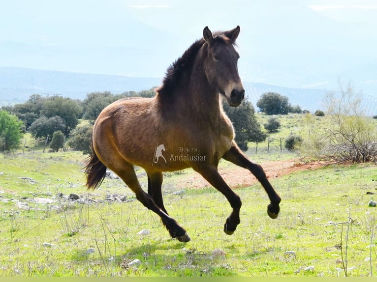 PRE Merrie 3 Jaar 154 cm Falbe in Provinz Granada